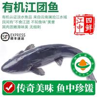太湖海 有机江团鱼 鲜活现杀 淡水鱼类