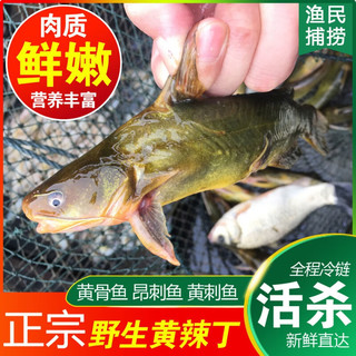 安峰山 野生黄骨鱼 鲜活现杀 3斤 6-9条/斤