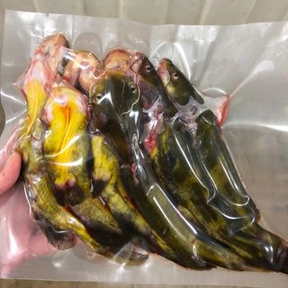 安峰山 野生黄骨鱼 鲜活现杀 3斤 6-9条/斤