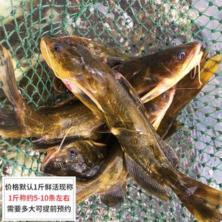 安峰山 野生黄骨鱼 鲜活现杀 3斤 6-9条/斤