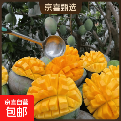 京喜 凯特芒 带箱9斤 净重8斤 300g+