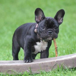 8-15kg短毛犬精致洗护（新客体验）
