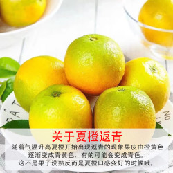 京鲜生 夏橙 10斤 橙子