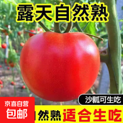 其他家 生吃西红柿自然熟大番茄 现摘现发/沙瓤西红柿 1斤