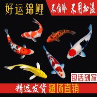 全返黄金泥鳅8条