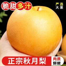 耕禾春山东秋月梨  果农优选4.5-5斤【单果250g+】