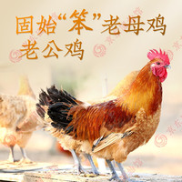 南山秋色 农家散养土鸡 公鸡母鸡组合装