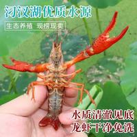 藕囡囡 湖北清水鲜活小龙虾 生鲜水产