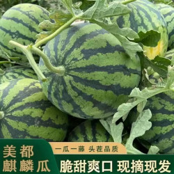 精品冰糖心新鲜应季麒麟瓜 京东包邮 8-9斤