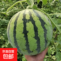 Meidu 美都 精品麒麟西瓜 5-6斤