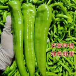 新鲜青尖椒超市生鲜蔬菜下饭菜虎皮尖椒鸡蛋伴侣 专享净重1.8斤