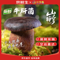京鲜生 &云芳斋 云南新鲜 黑牛肝菌 人工见手青煲汤火锅小炒1斤 源头直发 新鲜黑牛肝菌500g