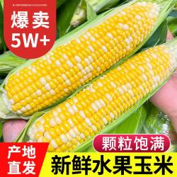 中鲜生 云南水果玉米 5斤