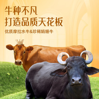 百菲酪 水牛纯牛奶 4.3g乳蛋白 250ml*12盒
