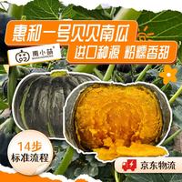 南小萌 惠和一号贝贝南瓜板栗小南瓜正宗板栗味贝贝早餐宝宝辅食 净重 500g 惠和一号 2个