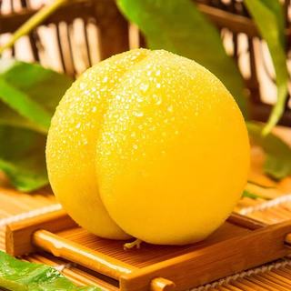 京觅 湖南炎陵黄桃 单果170g+ 3斤装 新鲜水果