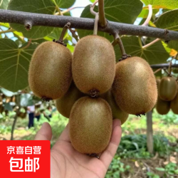绿心猕猴桃 20粒装（单果80克+）净重3.6斤