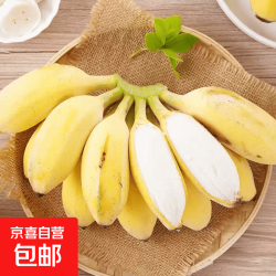 京喜加 新鲜现摘广西小米蕉青皮香蕉发货放熟吃新鲜水果小香蕉  小米蕉 带箱8斤净重7.4斤+