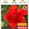 壹植 重瓣朱槿 红色带花苞 盆栽