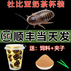 禾木风 杜比亚蟑螂活虫守宫食物爬宠昆虫繁殖组蜥蜴饲料