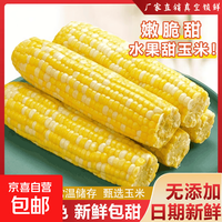 京喜 新鲜真空白糯玉米加热即食大棒东北五常甜糯玉米早餐超市直播间 真空水果玉米4根*180g-220g 净重