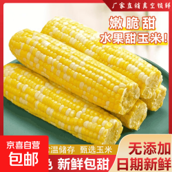 京喜 新鲜真空白糯玉米加热即食大棒东北五常甜糯玉米早餐超市直播间 真空水果玉米4根*180g-220g 净重