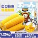 东北农嫂 黄糯玉米穗 1.25kg 约6根