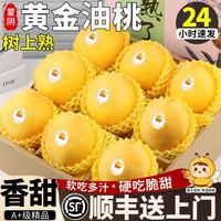 粤迎 山东蒙阴黄油桃黄金油桃蜜脆桃子水果3斤独享装净2.5斤 A+级精选果香甜