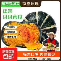 贝贝南瓜 自营甄选山东贝贝南瓜(软糯瓜)单果150g+ 粉糯甜源头直发 贝贝南瓜净重 1斤 粉糯香甜
