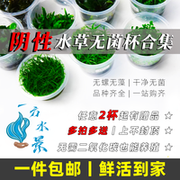 阴性水草无菌杯水草鱼缸造景新手前景草坪后景矮珍珠草净化增氧