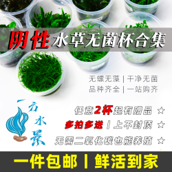 阴性水草无菌杯水草鱼缸造景新手前景草坪后景矮珍珠草净化增氧