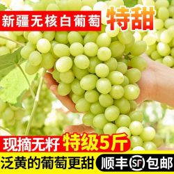 新疆吐鲁番无核白葡萄新鲜水果2026现摘无籽葡萄青提