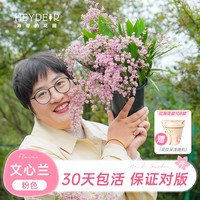 海蒂的花园 梦香文心兰 粉色 8cm盆 盆栽