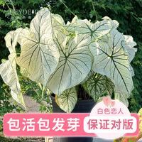 海蒂的花园 彩叶芋种球 白色恋人 直径2-3cm 球根