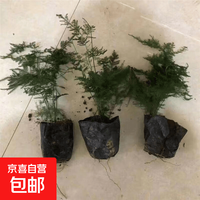 15-20厘米小文竹(带土球发货)