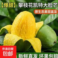攀枝花凯特芒果大脸芒新鲜大芒果特大青皮芒当季整箱9斤