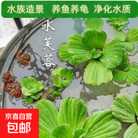 其他女孩 水芙蓉浮萍乌龟专用水草水培植物古法养鱼净化水质鱼缸造景 芙蓉2株送1株（实发3株）