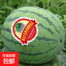麒麟 安徽砀山 精品爆汁西瓜 一个装 5-7斤