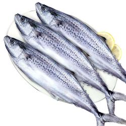 深海捕捞新鲜大马鲛鱼500g*4条