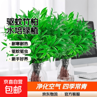 京喜 驱蚊竹柏水培 精品 高20-25cm  5颗不含瓶