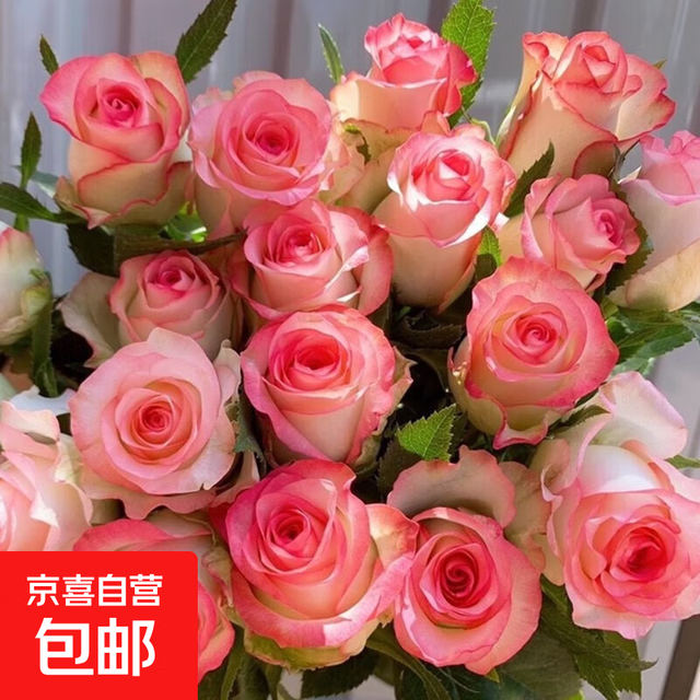 今日必买：Aisha 艾莎玫瑰鲜花18支+2支 全国速递