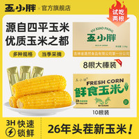 玉小胖 吉林四平黄糯玉米