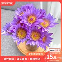 京东鲜花 紫色睡莲 10枝 水养鲜切花