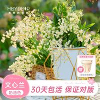 海蒂的花园 文心兰盆栽 奶油色 含盆高20cm+ 带红陶盆