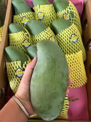 栀舒 广西 桂七芒 4.5斤装 特大果 单果250克+