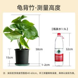 植男植女 龟背竹大型绿植盆栽净化空气寓意好四季常青办公家居装饰源头直发