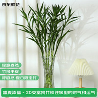 京东鲜花 富贵竹 鲜切花 20枝