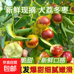京喜加 陕西大荔冬枣鲜甜脆当季现摘孕妇鲜枣水果礼盒源头直发 带箱2斤中果（单果含10-15克）