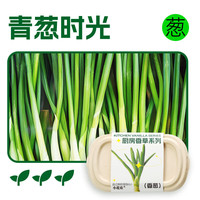 小花农 儿童蔬菜花果种植小盆栽种子幼儿园植物生长观察实验套装玩具 厨房香草