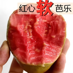无品牌 广东湛江 红心芭乐 3斤